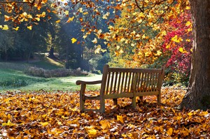 Bench under a tree in autumn