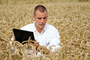 Agronomist working in a wheat field.