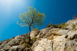 A lone tree grows in a rugged terrain.