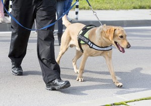Photo of Customs K9 and human officers walking. 
